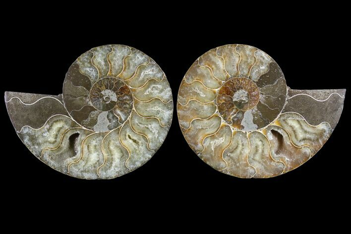 Cut & Polished Ammonite Fossil - Agatized #85222